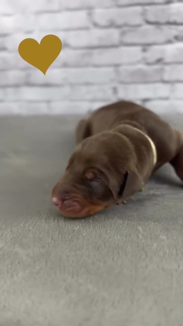 Doberman Pinscher dogs for sale: Phantom's M'VP of the WNBA "A'Ja Wilson""European - Video 3