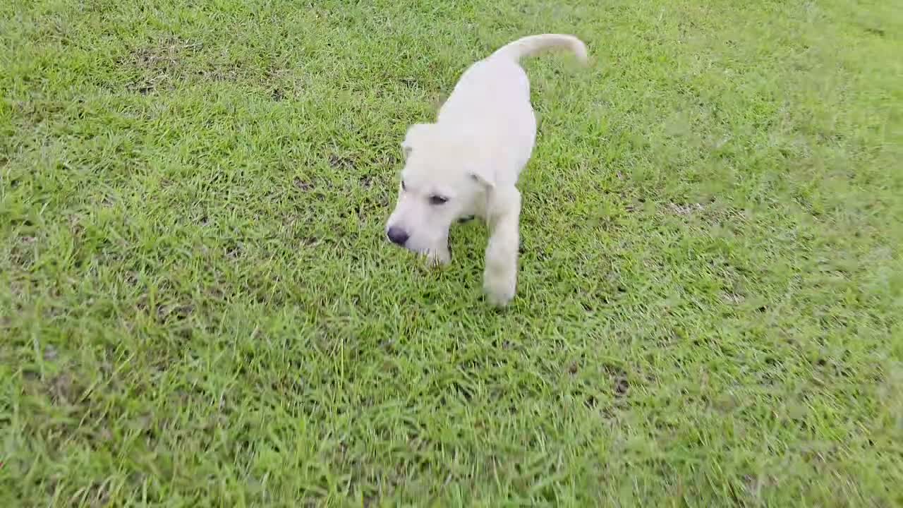Labrador Retriever dogs for sale: Nova - Video 2