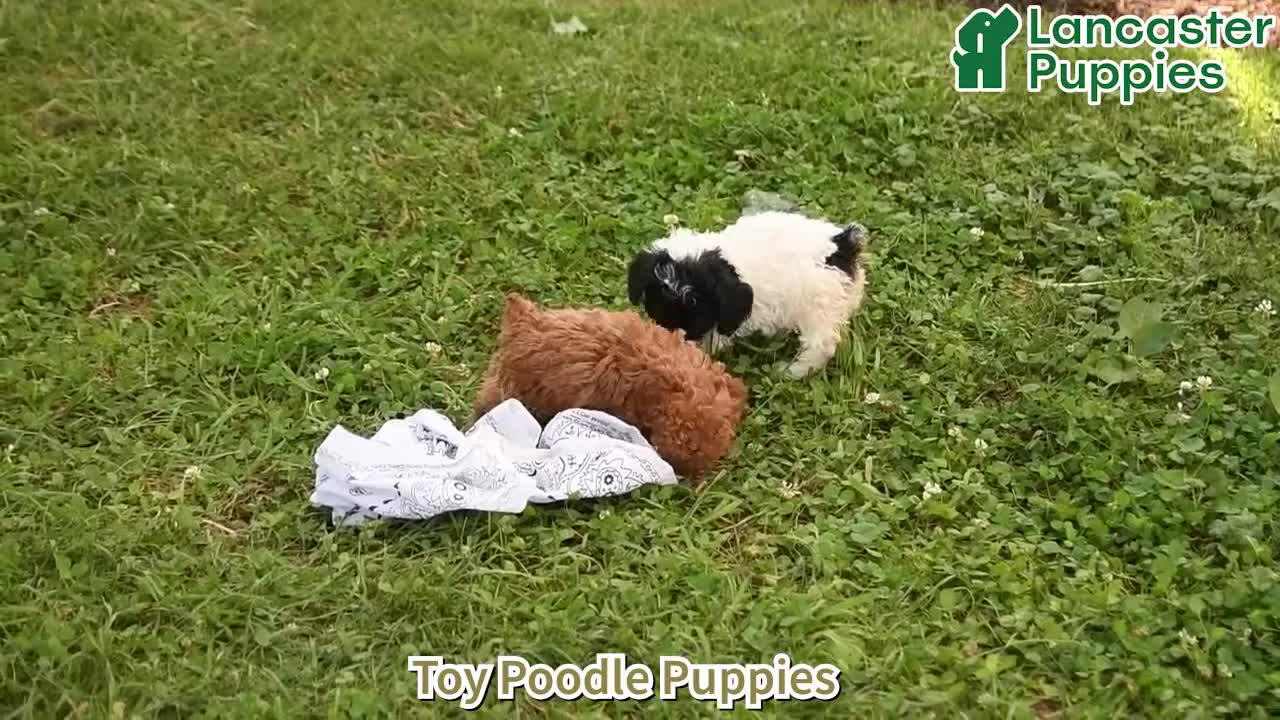Toy Poodle dogs for sale: Tiny - Video 1