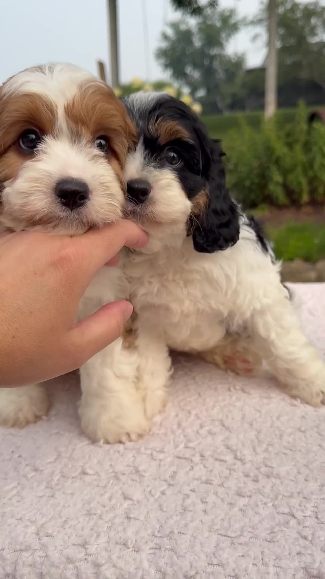 Cavapoo dogs for sale: Irena - Video 2