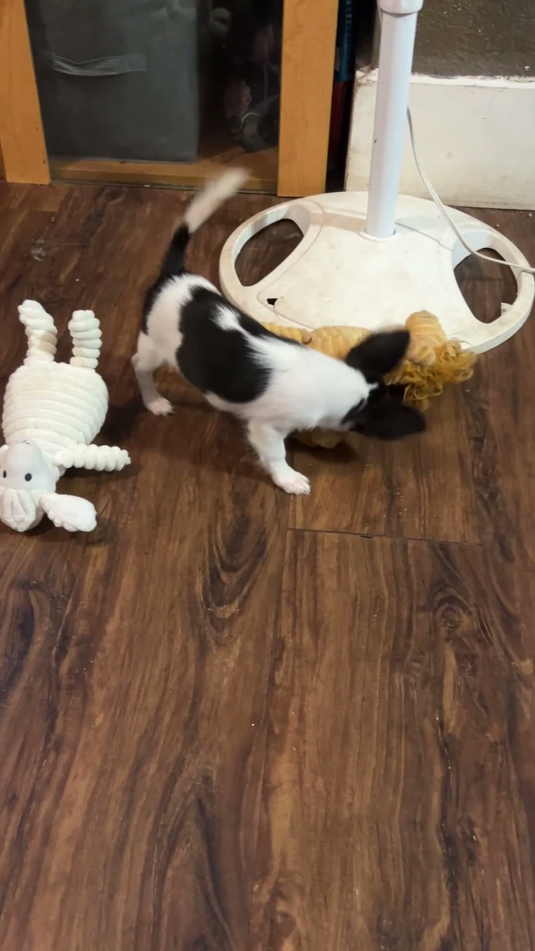 Chihuahua dogs for sale: Chihuahua 1 - Video 1