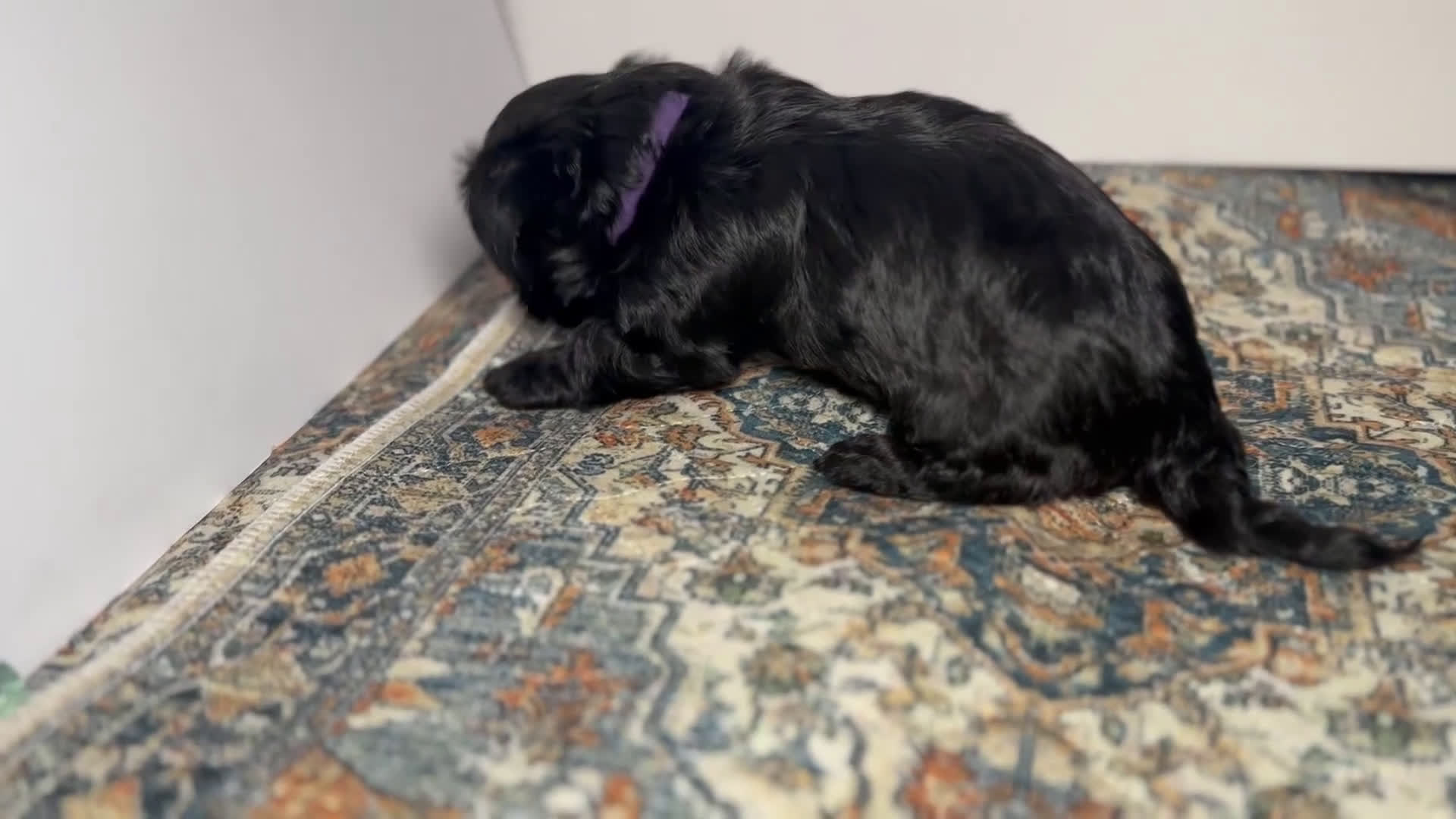 Mixed Breed dogs for sale: Queen - Video 1