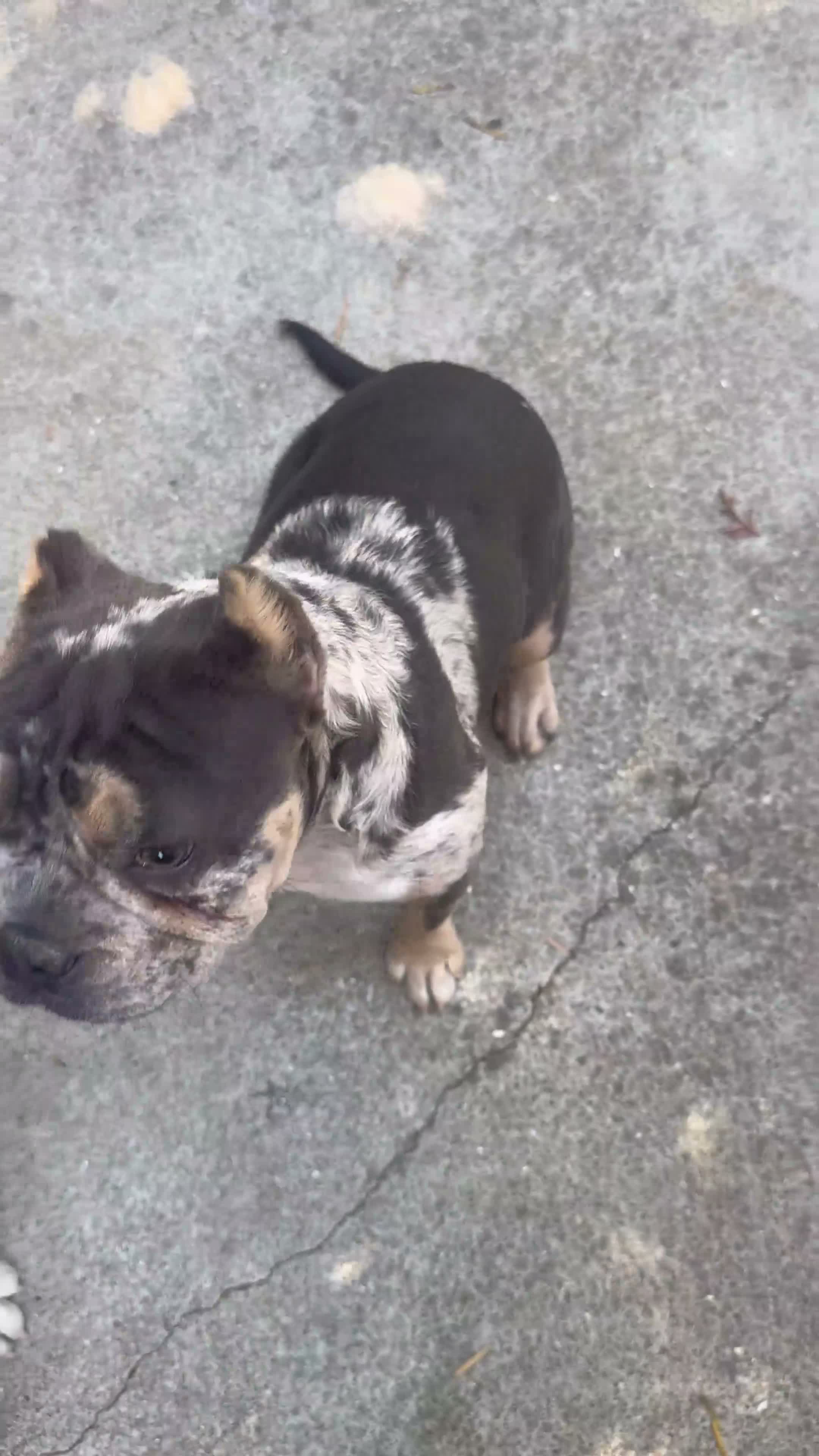 American Bully dogs for sale: American Bully 1 - Video 2