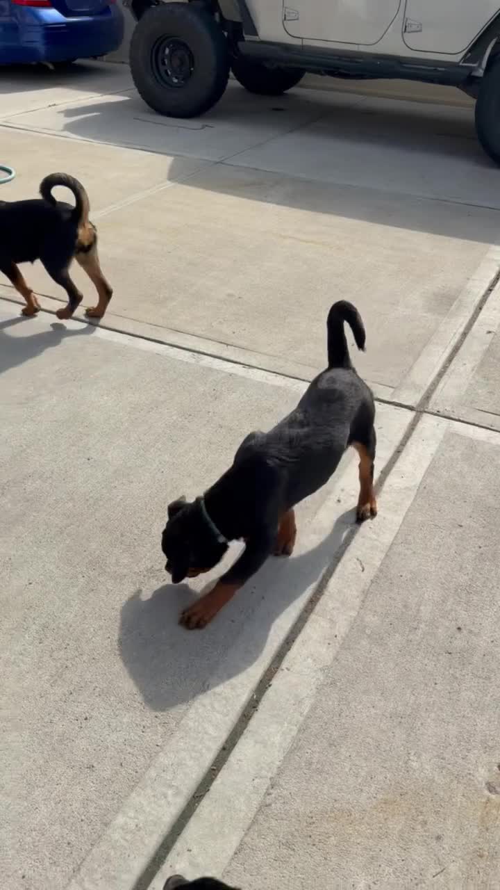 Rottweiler dogs for sale: Rottweiler Puppy 3 - Video 1