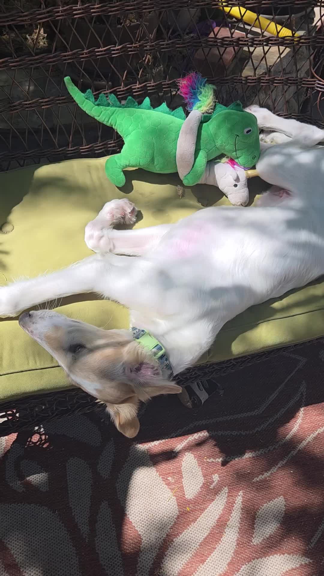 Borzoi dogs for sale: Victor - Video 4