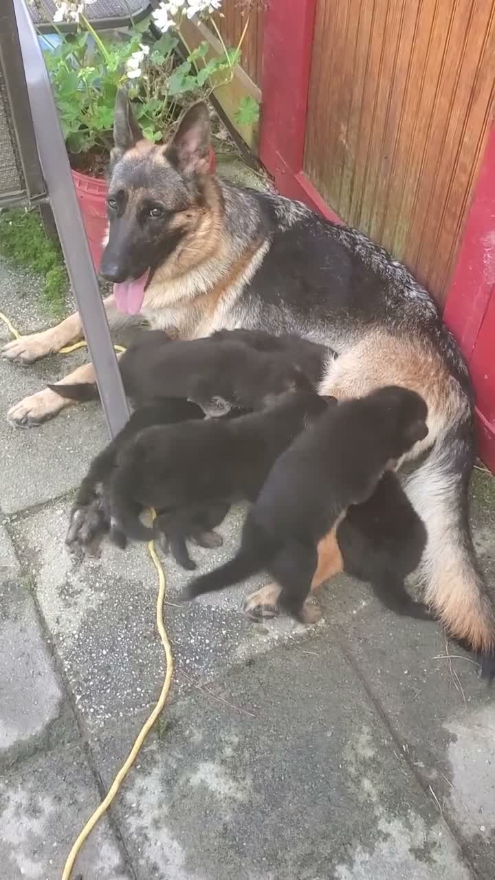 German Shepherd dogs for sale: Black Male - Video 1