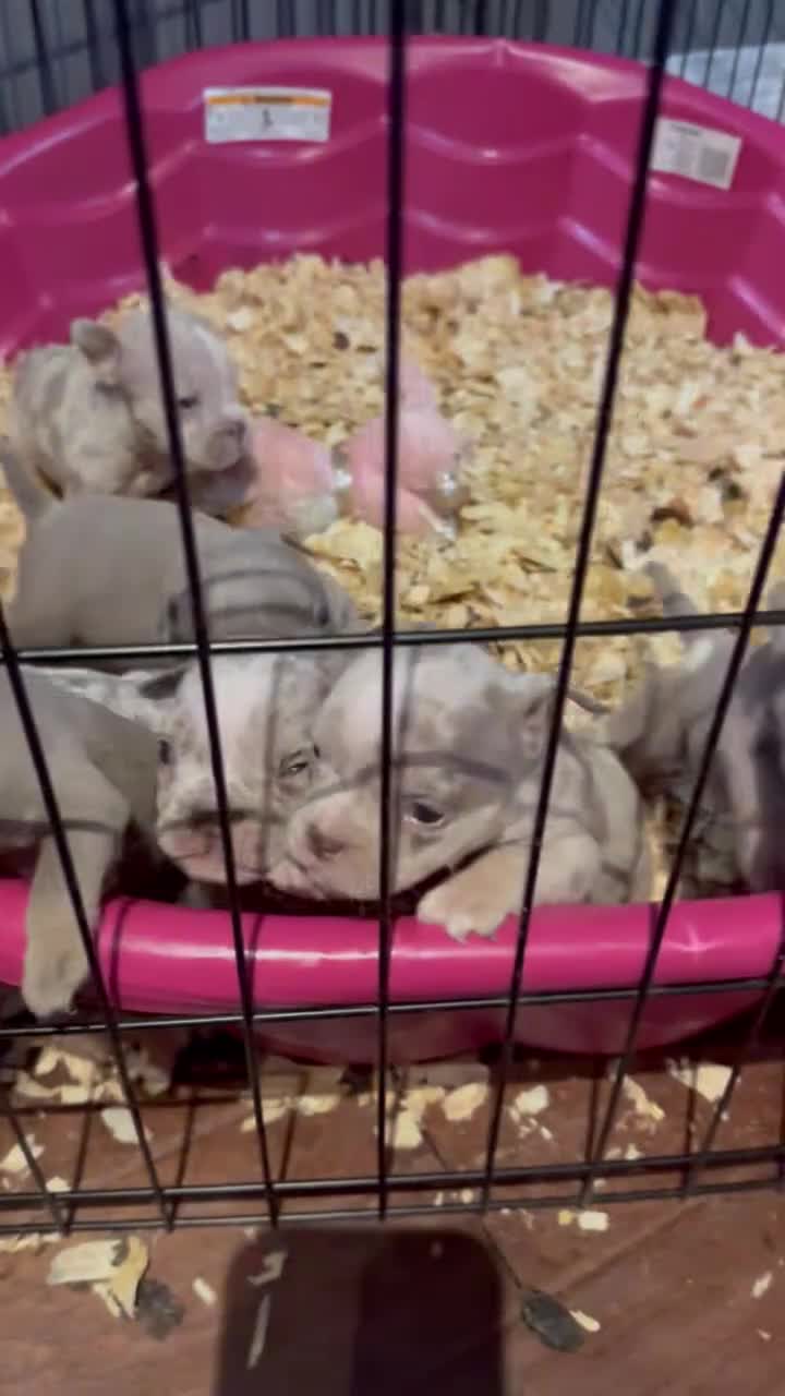 American Bully dogs for sale: Merle Female 5 - Video 1