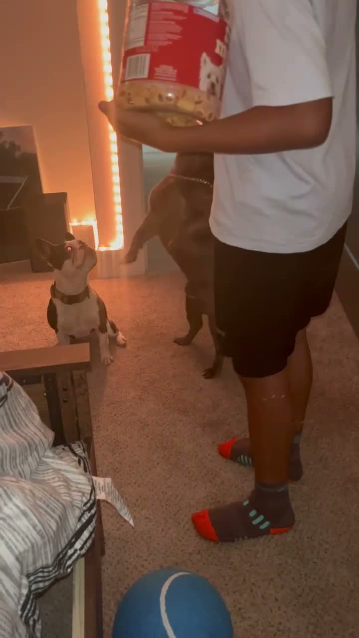French Bulldog dogs for stud: Frenchie Dogs - Video 2
