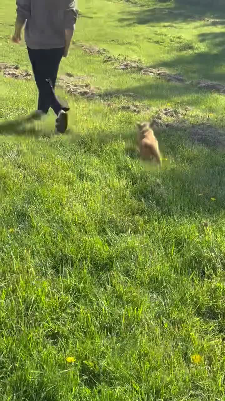 Golden Retriever dogs for sale: Teddy - Video 1