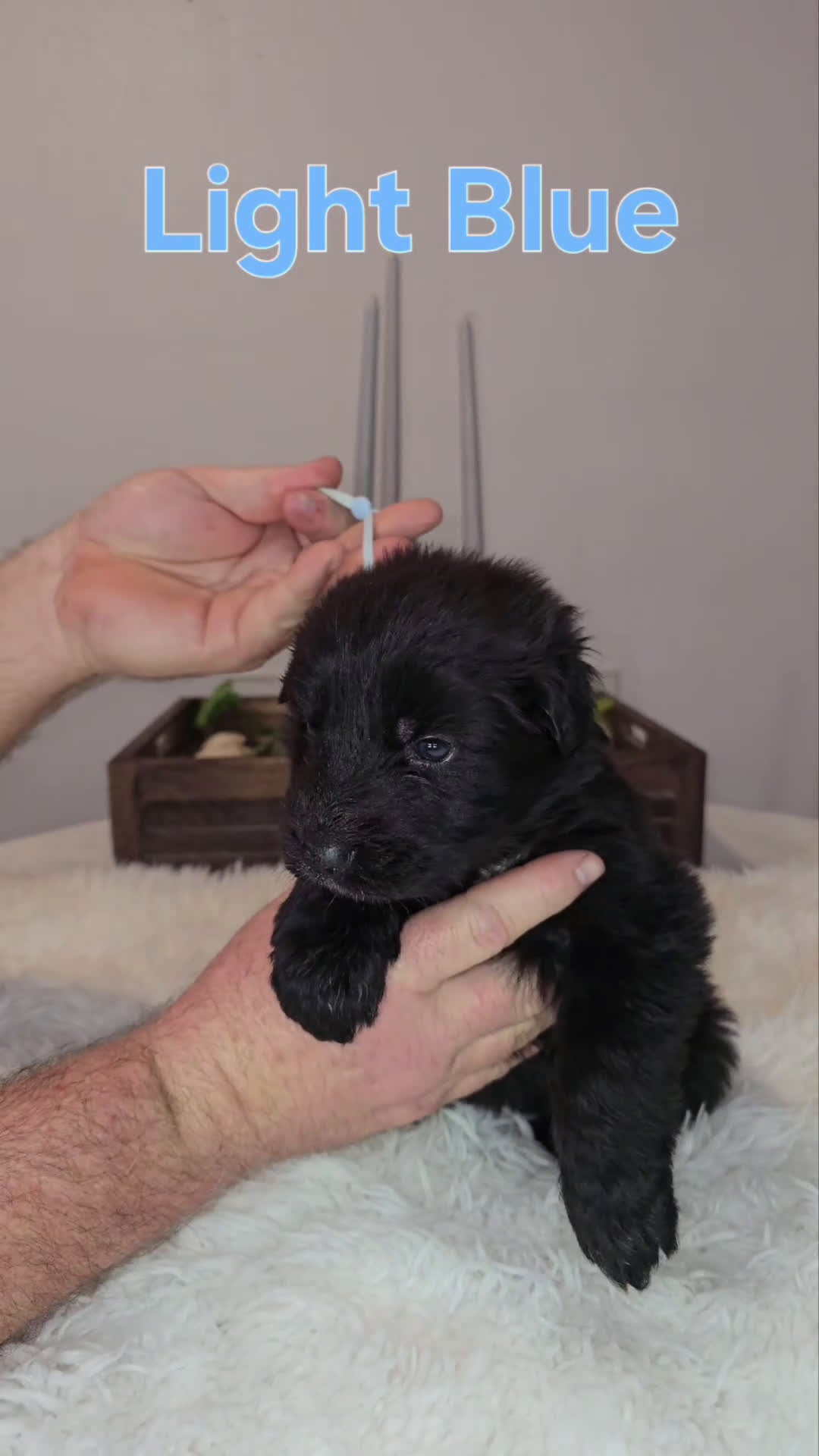 German Shepherd dogs for sale: Solid Black long coat hair Female Light Blue  - Video 1