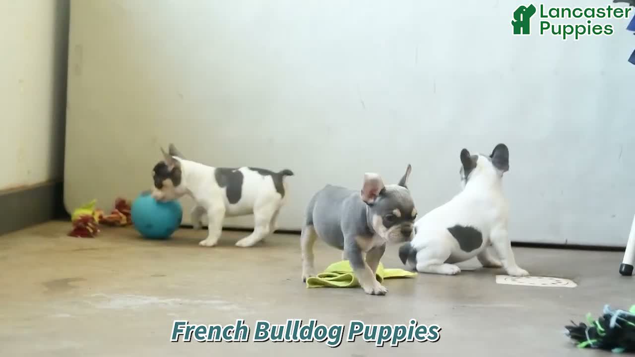 French Bulldog dogs for sale: Oliver - Video 1