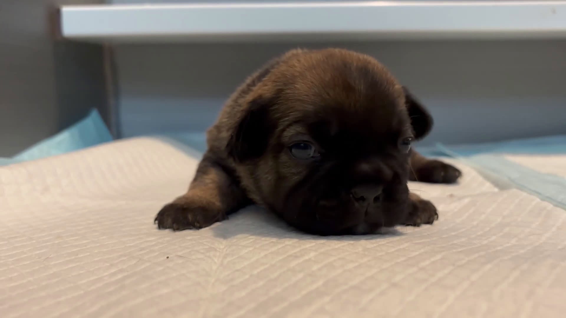 French Bulldog dogs for sale: French Bulldog Puppy 3 - Video 2