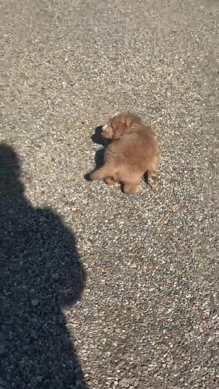 Mini Goldendoodle dogs for sale: Summer - Video 4