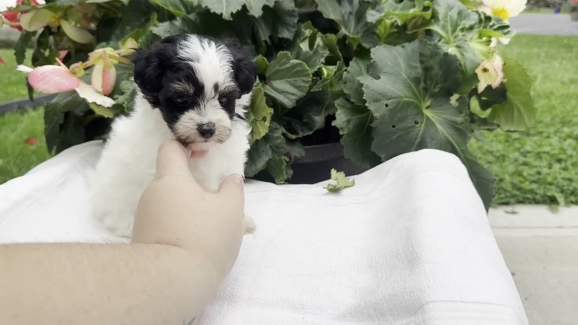 Havapoo dogs for sale: Betsy - Video 1