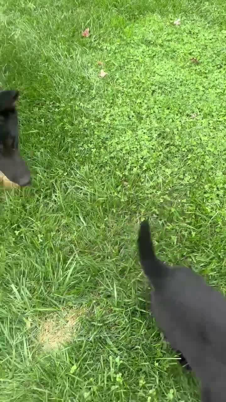 German Shepherd dogs for sale: Buster - Video 1