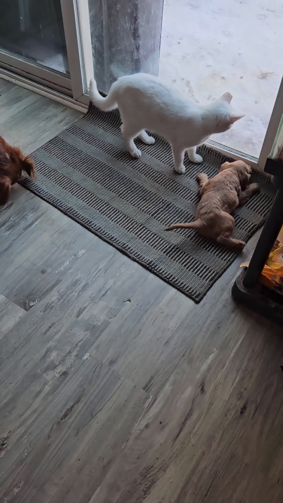 Cavalier King Charles Spaniel dogs for sale: ROSIE - Video 1