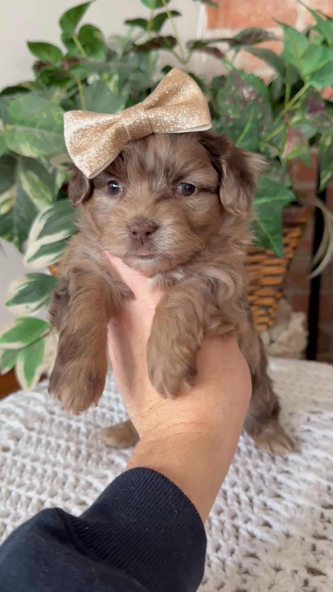 Mini Aussiedoodle dogs for sale: Jade - Video 3