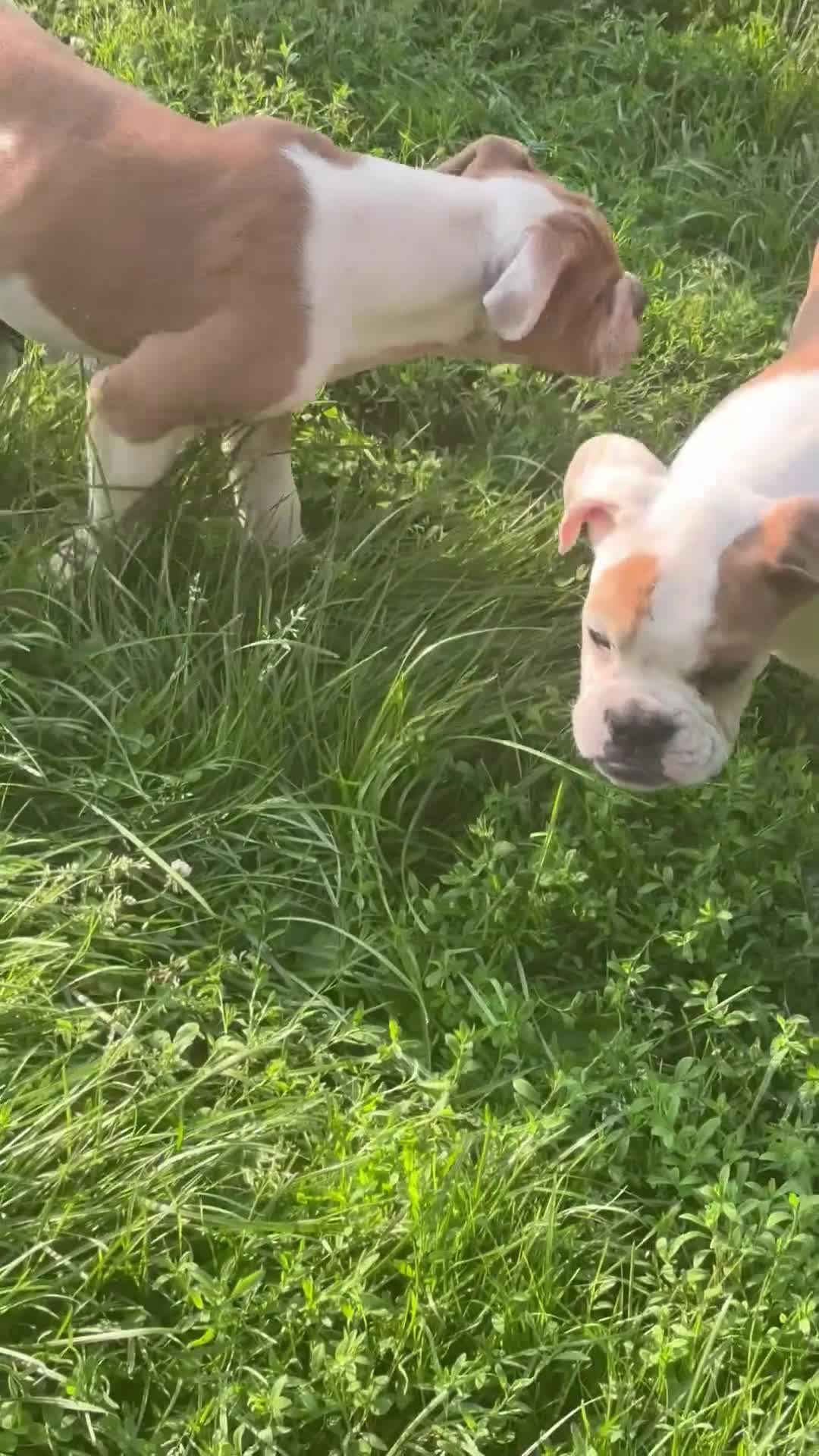 Olde English Bulldogge dogs for sale: Puppy 1 - Video 1