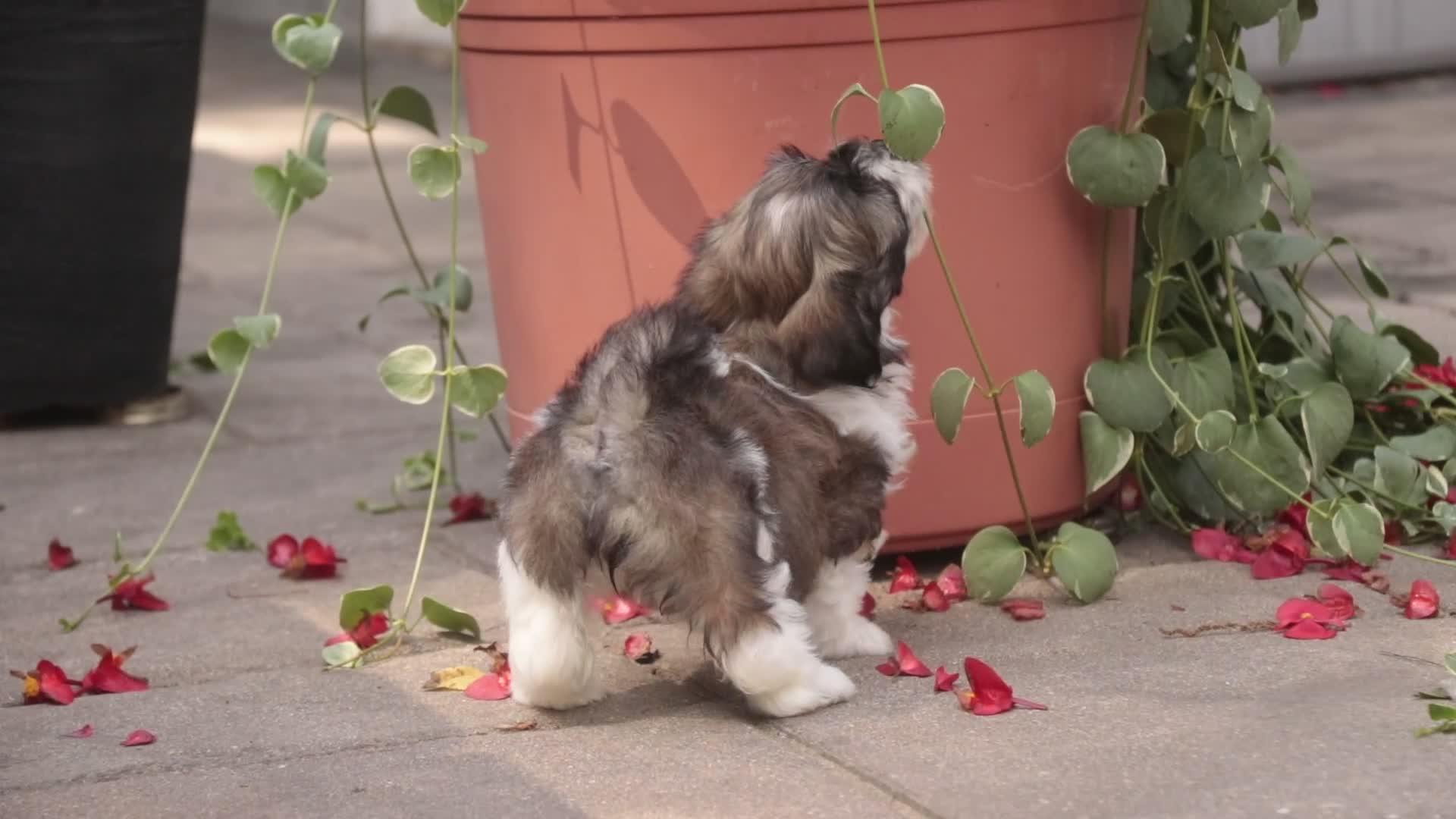 Havanese dogs for sale: Iris Havanese  - Video 2