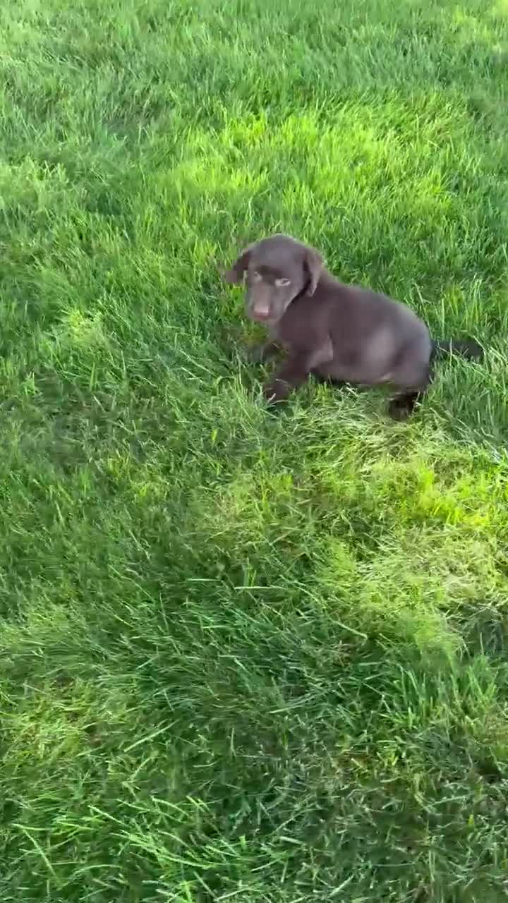 Labrador Retriever dogs for sale: Hendricks  - Video 1