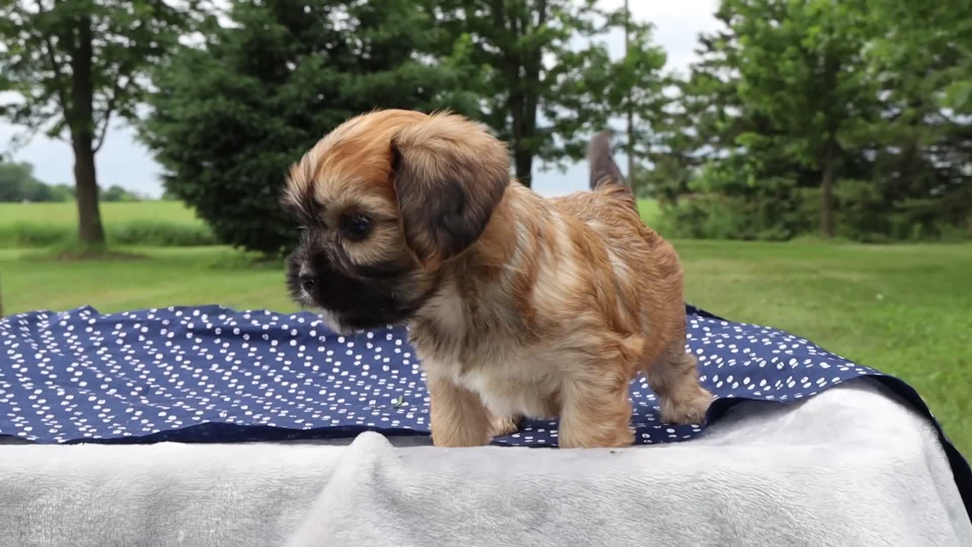 Mixed Breed dogs for sale: Nash - Video 1