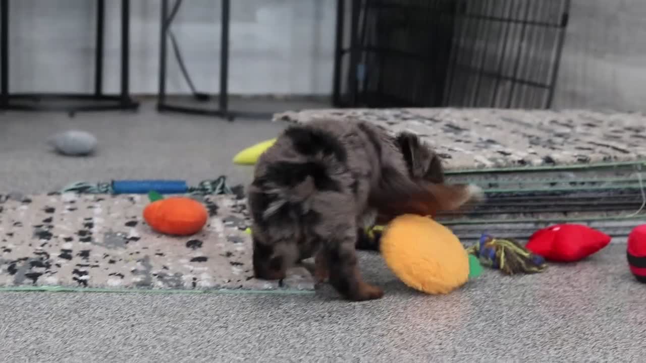 Cavapoo dogs for sale: Kylie - Video 1