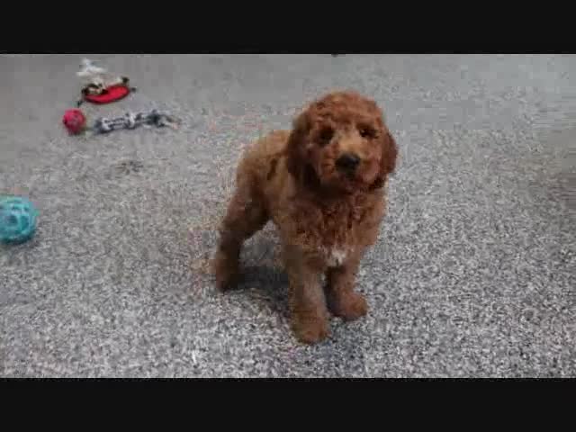 Mini Goldendoodle dogs for sale: Frisky - Video 1