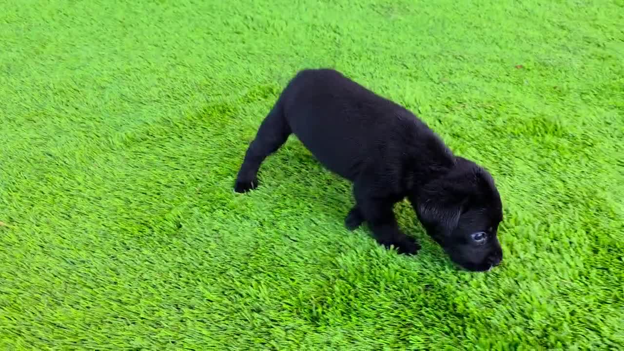 Labrador Retriever dogs for sale: Lilly - Video 1