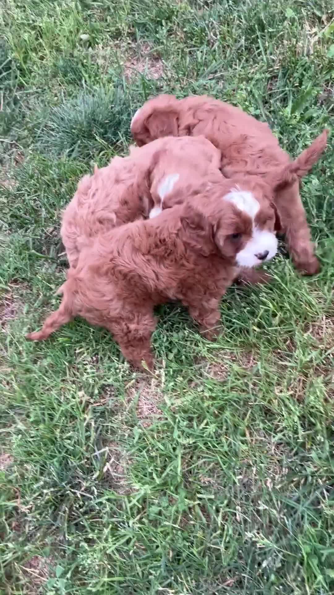 Cavapoo dogs for sale: Gage - Video 2