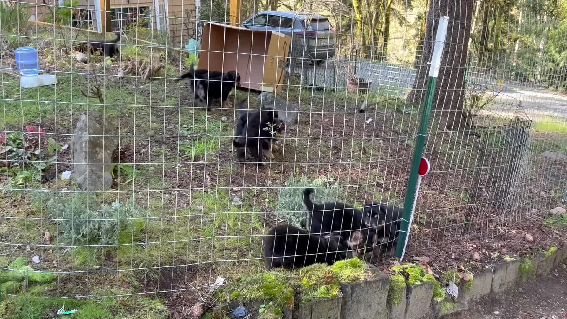 Mixed Breed dogs for sale: Mixed Breed Puppy 4 - Video 1