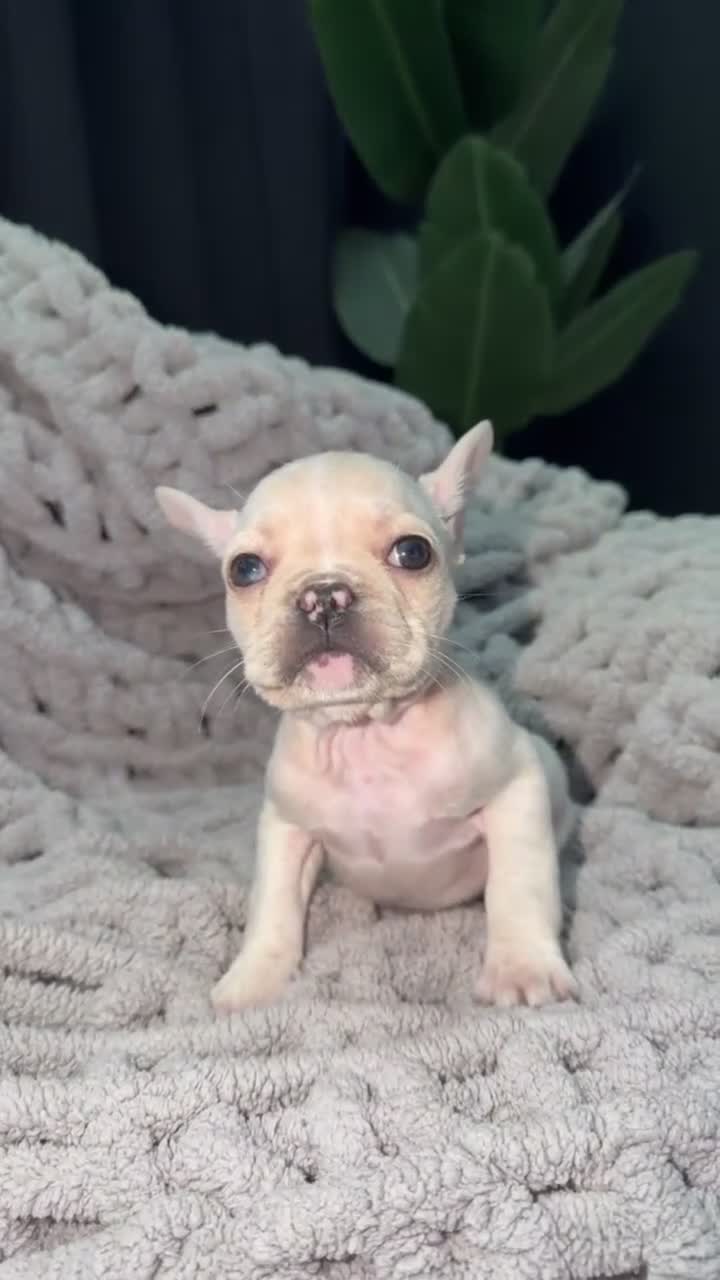 French Bulldog dogs for sale: Iceis 🧊🐾 - Video 1