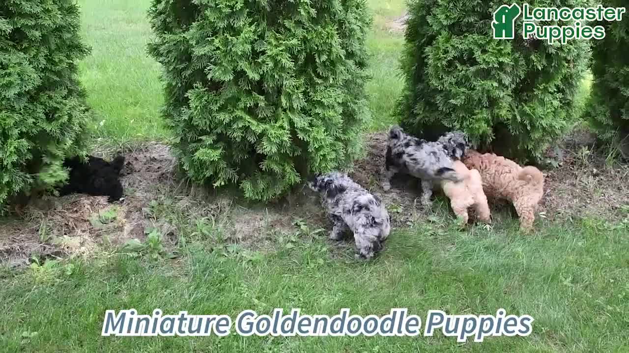 Mini Goldendoodle dogs for sale: Kaci - Video 1
