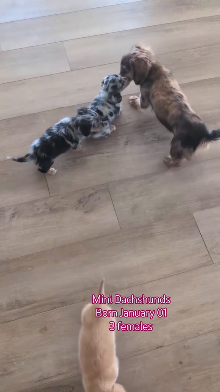 Miniature Dachshund dogs for sale: Lyla - Video 2