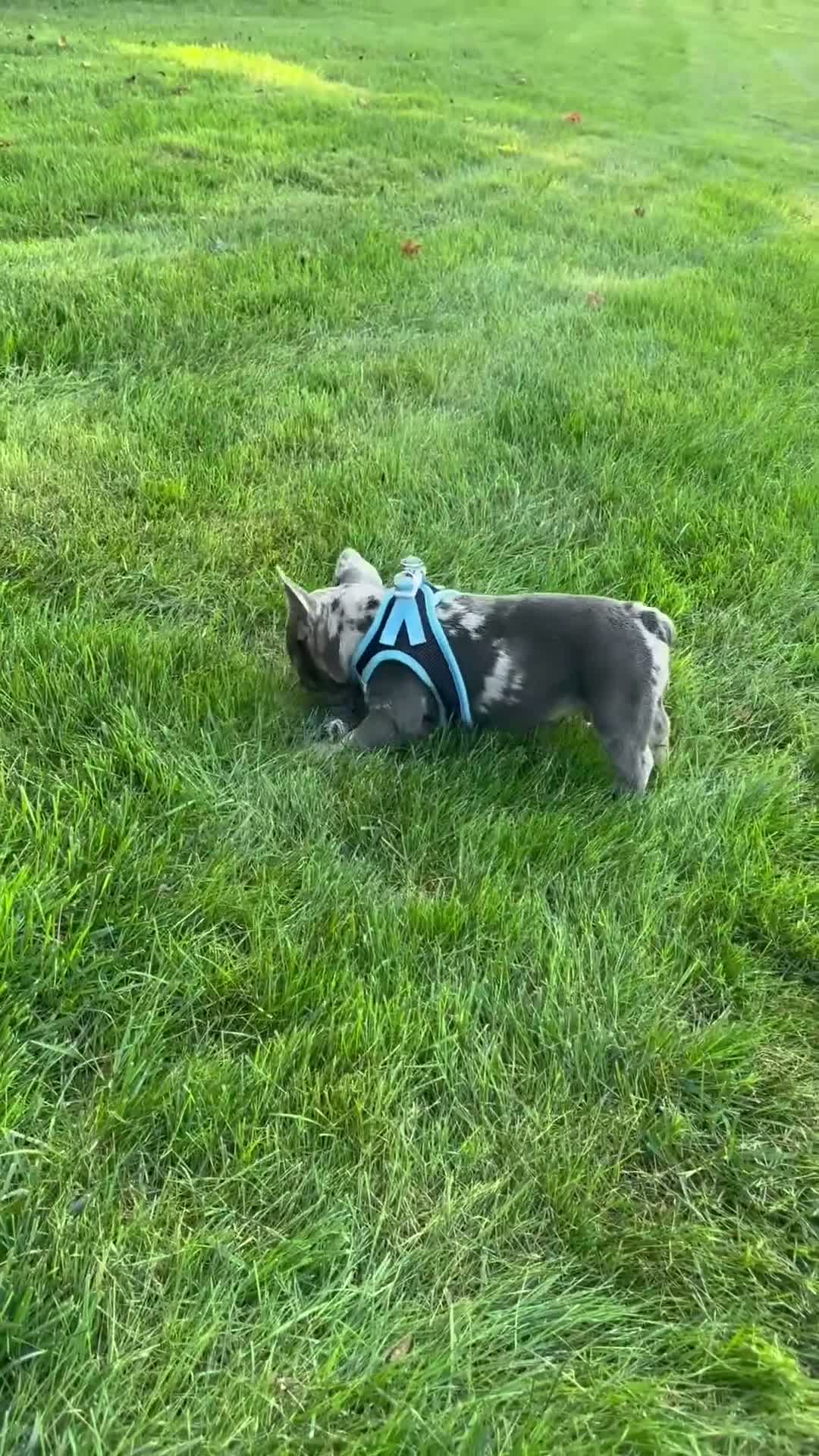 French Bulldog dogs for sale:  Lain - Video 1