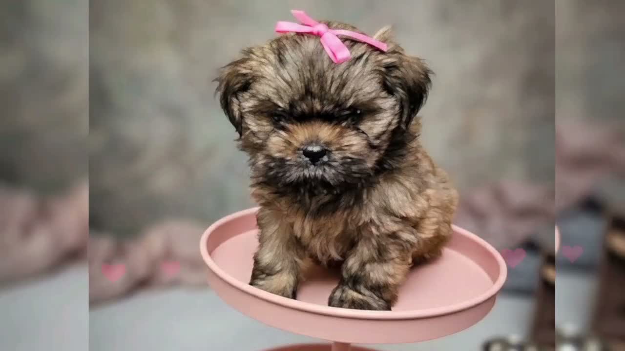 Shih Tzu dogs for sale: Little Baby Girl 💕 - Video 1