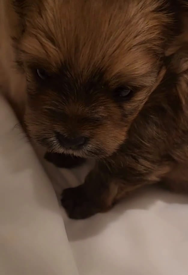 Mixed Breed dogs for sale: Yorkie, Pomeranian, Yoranian, Porkie - Video 8