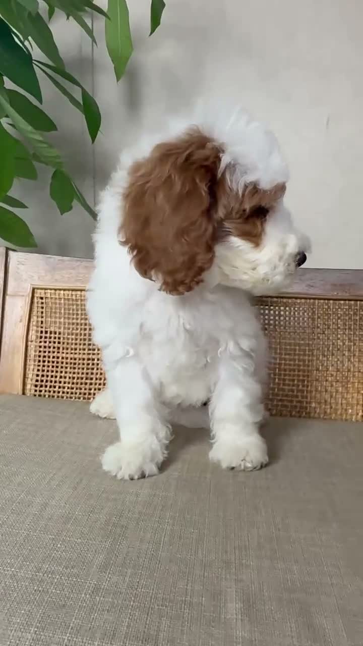 Goldendoodle dogs for sale: Snow White  - Video 1