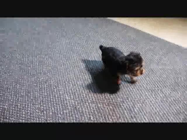 Yorkshire Terrier dogs for sale: Clifford - Video 1