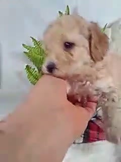 Bichpoo dogs for sale: Joey - Video 1