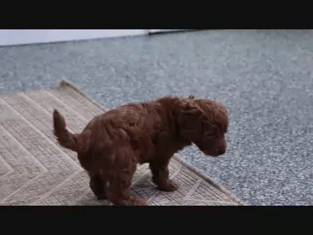 Mini Goldendoodle dogs for sale: Adora - Video 4