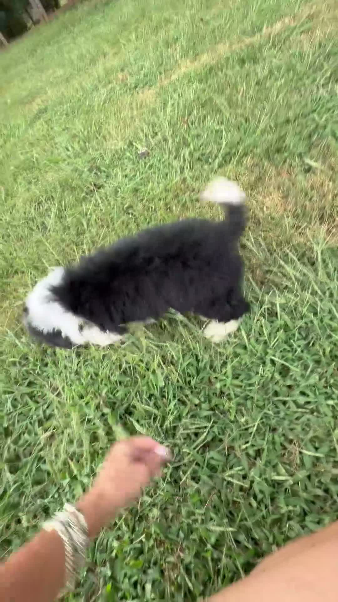 Mini Bernedoodle dogs for sale: Reese-Mini Bernedoodle female tri color  - Video 1