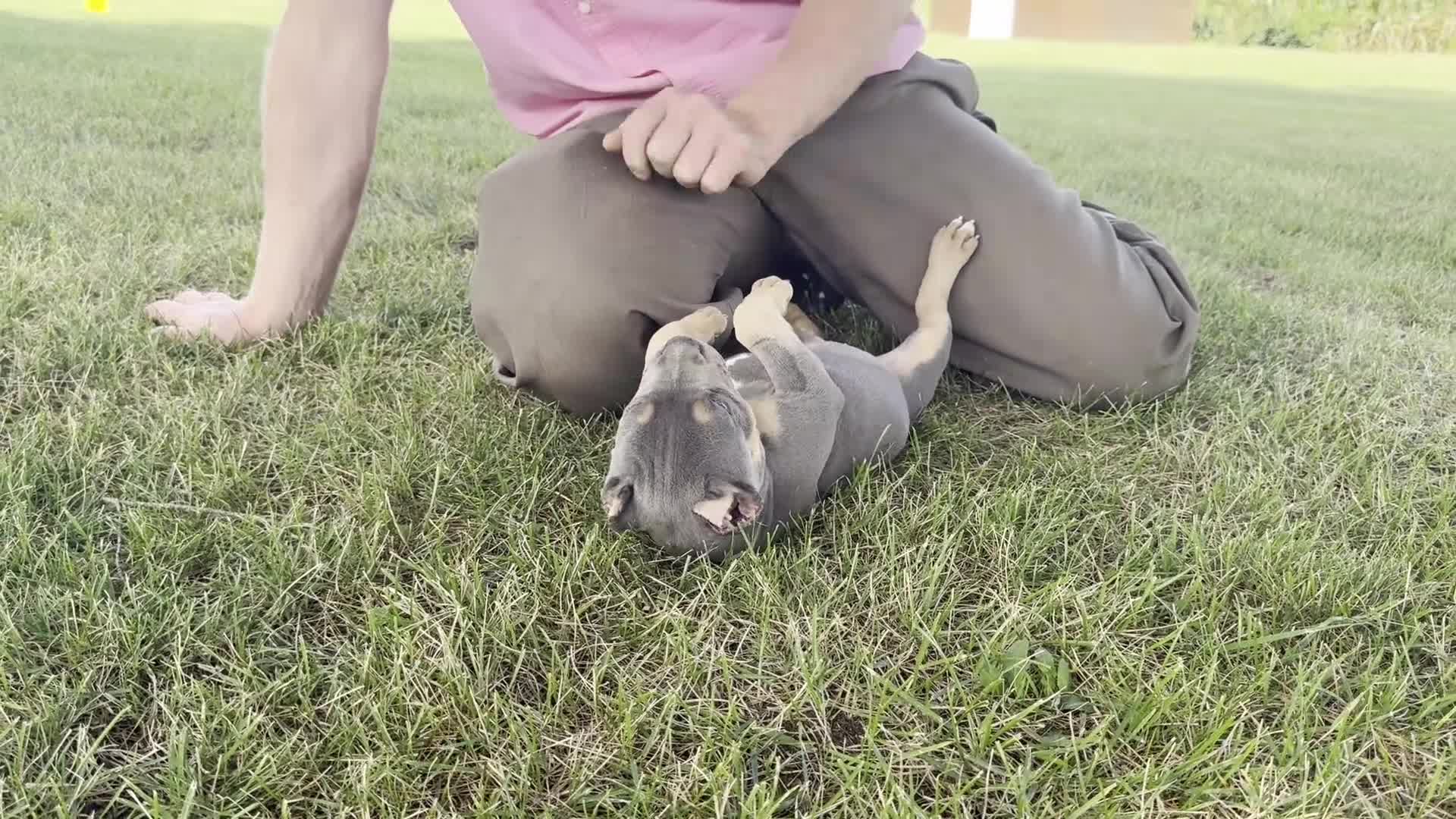 American Bully dogs for sale: Hurley - Video 1