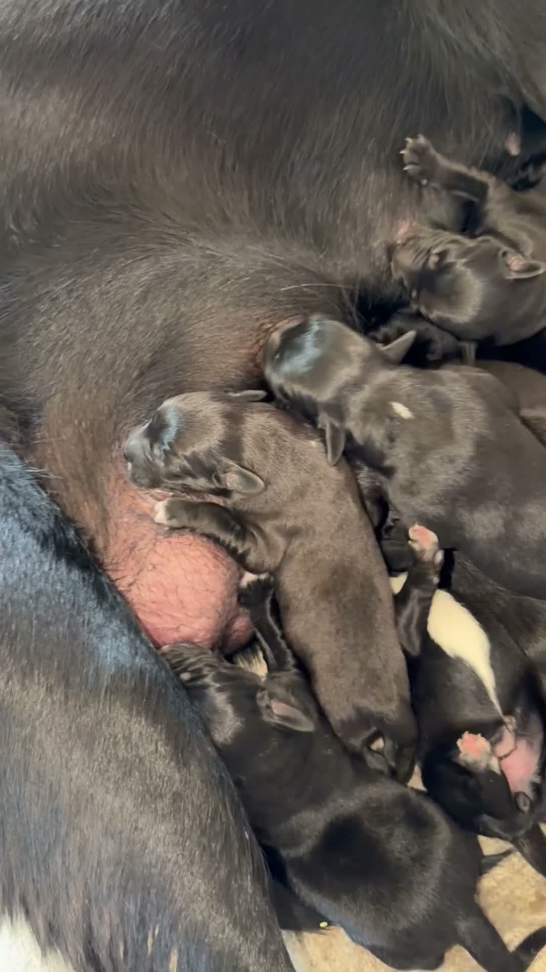 Mixed Breed dogs for sale: Mixed Breed 3 - Video 1