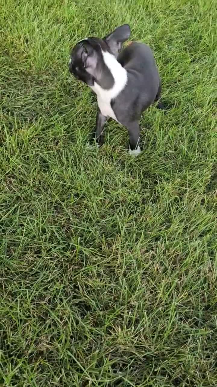 Boston Terrier dogs for sale: Twila  - Video 1