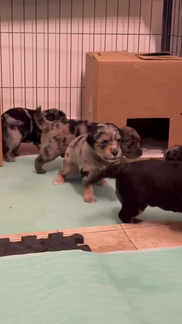 Mini Goldendoodle dogs for sale: Purple Female Goldendoodle 5 - Video 2
