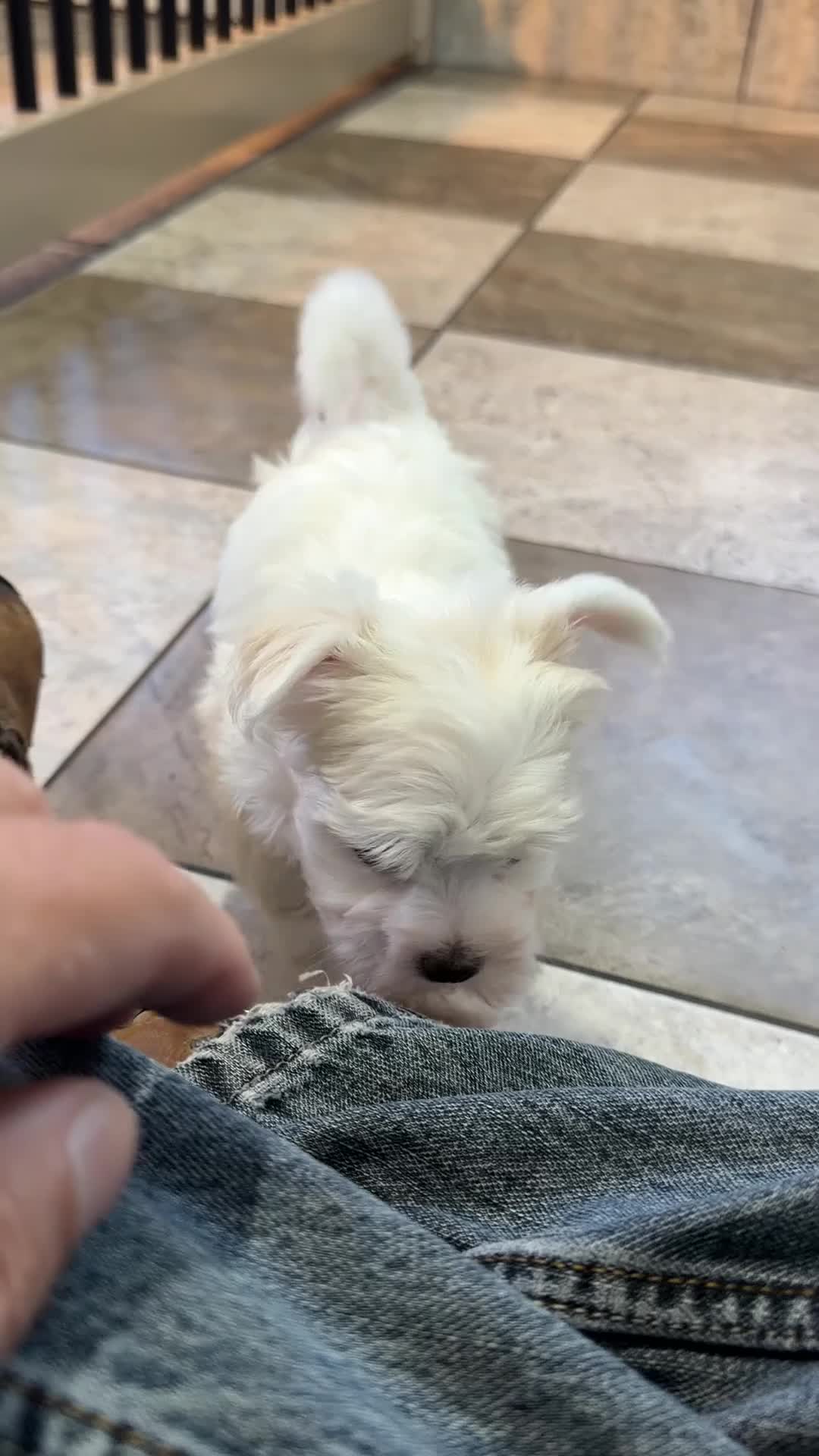 Maltese dogs for sale: Ryder - Video 1