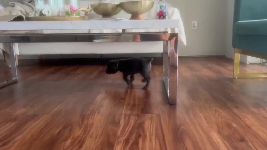 Cane Corso dogs for sale: Cane Corso Puppy 2 - Video 1
