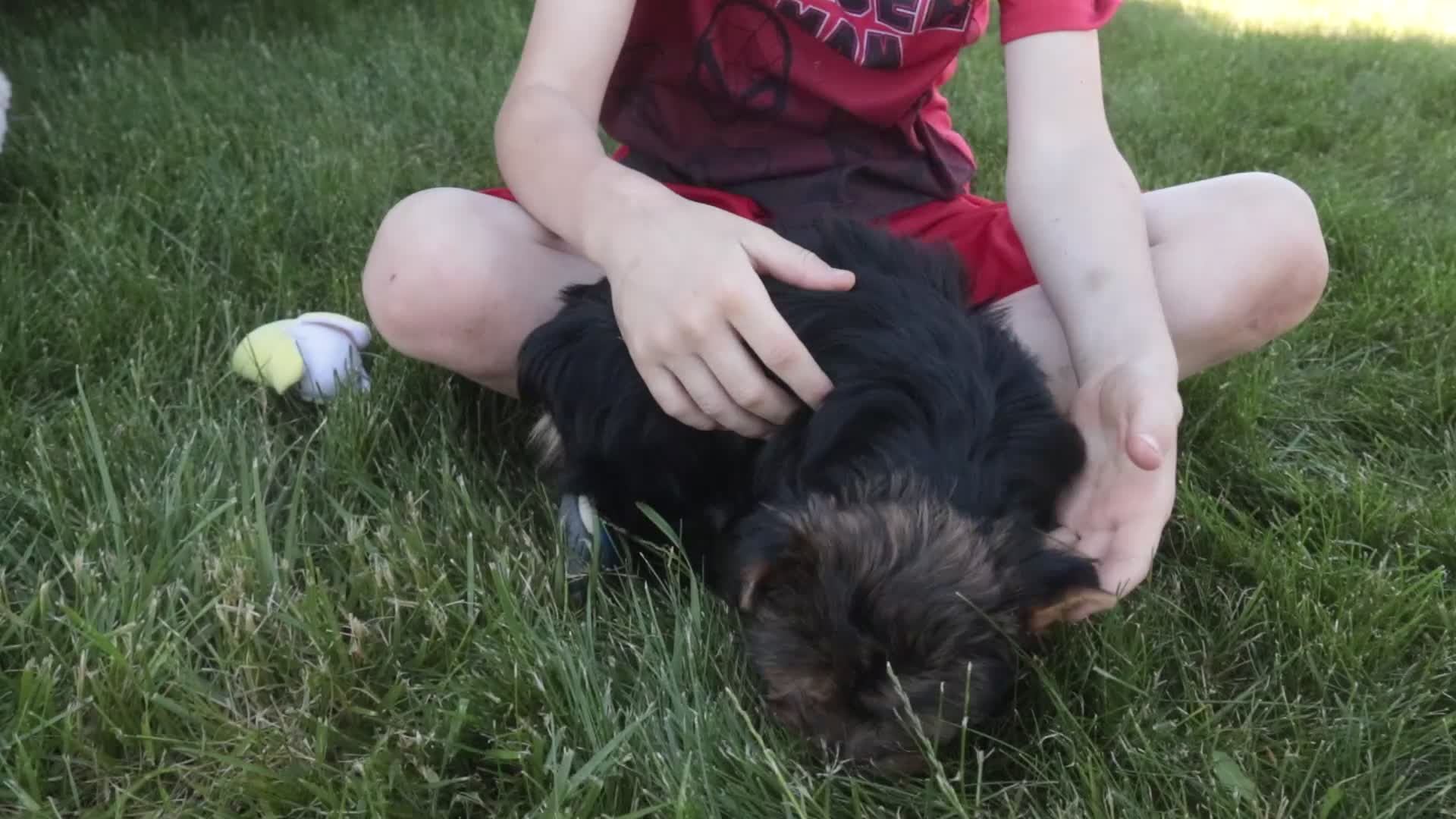 Yorkshire Terrier dogs for sale: Tahoe - Video 1