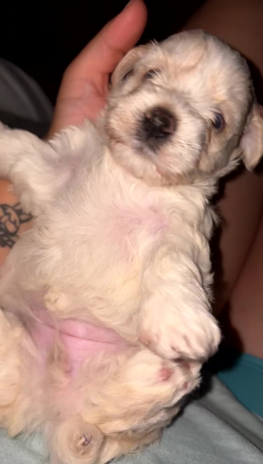 Miniature Schnauzer dogs for sale: Kira - Video 1