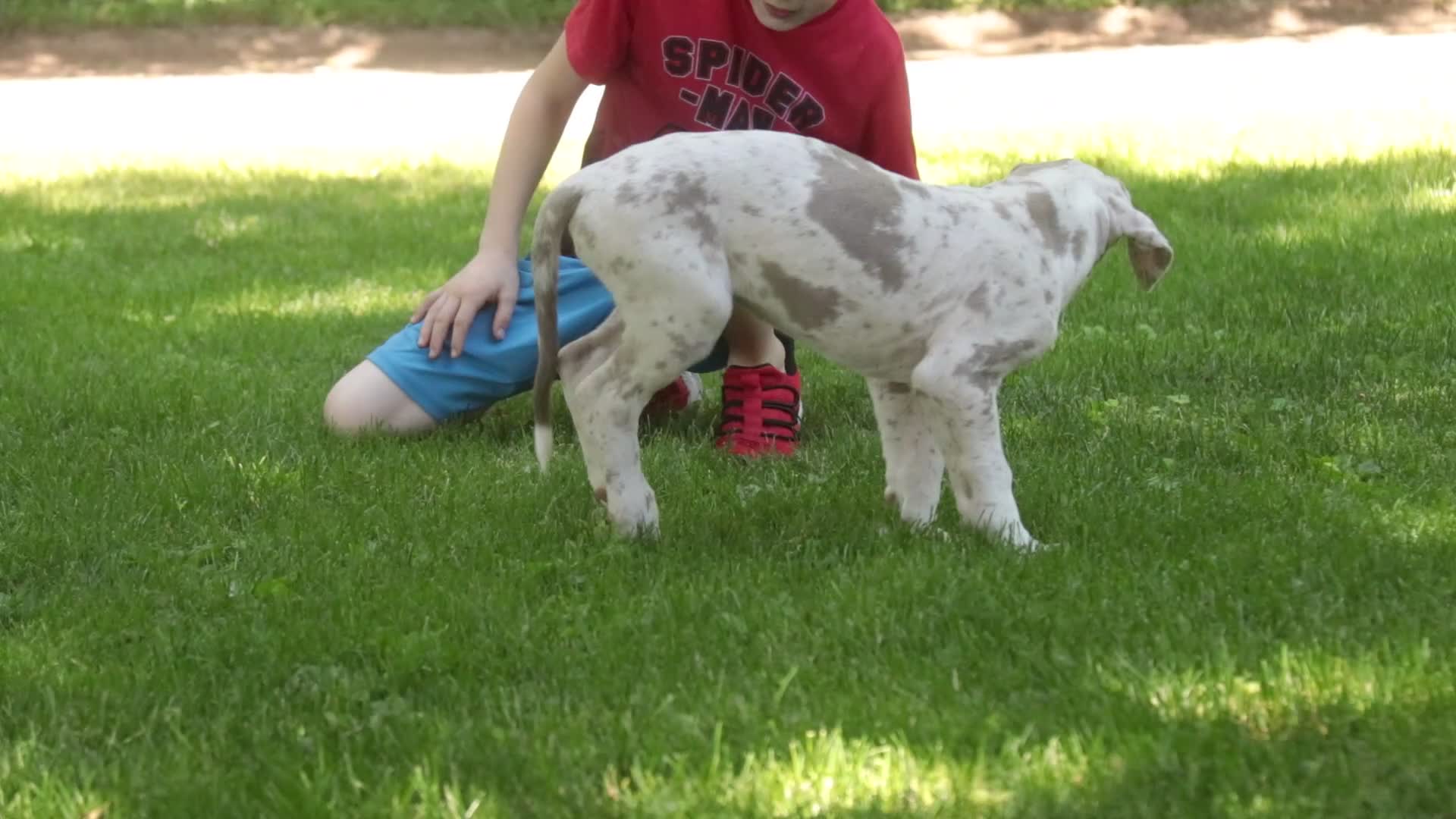 Great Dane dogs for sale: Santiago - Video 1
